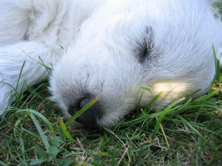 West highland white terrier Laks SOLGT - 8 uger gammel efter en 3 timers rejse fra aarhus. da jeg hentede ham for 1 år siden. så bliver man da træt når man kommer hjem! billede 9