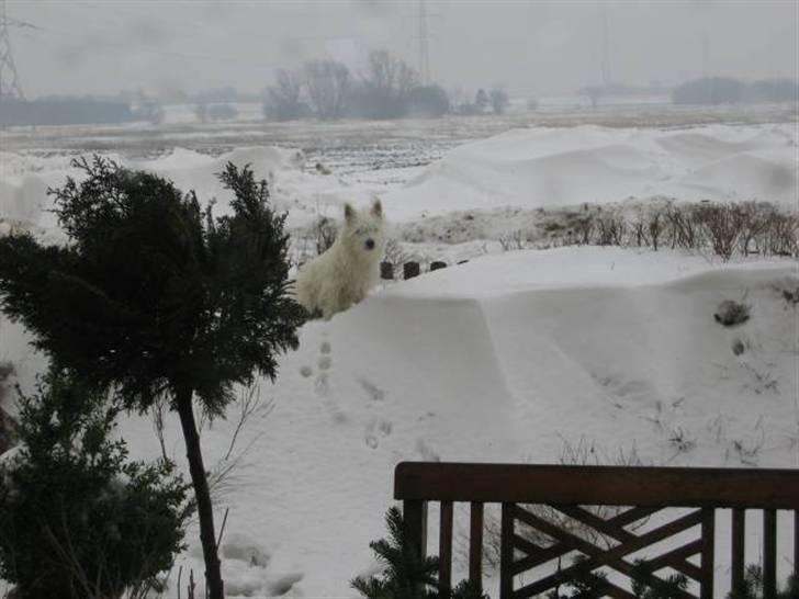 West highland white terrier Laks SOLGT - så høje var snedriverne- en dag kom han jeg til at gå over hegnet- men heldigvis gik jeg ikke ud på vejen ;) billede 10
