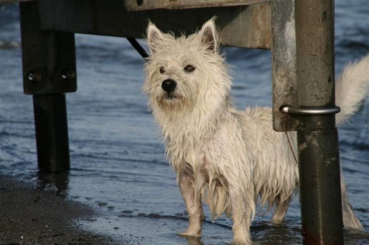 West highland white terrier Laks SOLGT - ude på marken- han går fri ;) er han ikk dygtig! et halvt år gammel billede 11