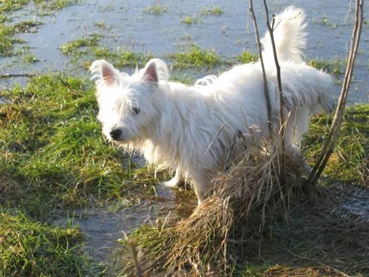 West highland white terrier Laks SOLGT - så markere han lige ;) hih  billede 12
