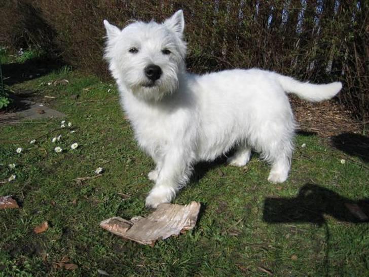West highland white terrier Laks SOLGT - allerførste gang han blev trimmet- han ligner en Bøv! billede 13