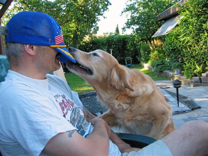 Golden retriever Daisy 12-06-2011 R.I.P. - ææ det er min kom så med den billede 4