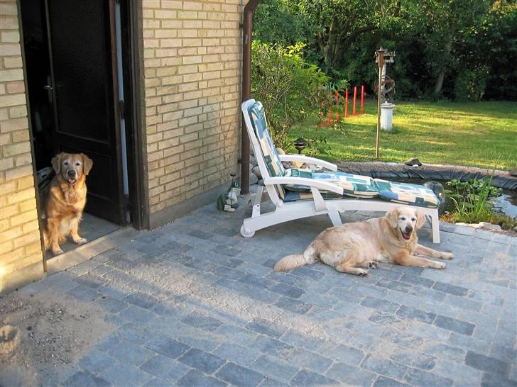 Golden retriever Daisy 12-06-2011 R.I.P. - her er der skygge kom nu dolly billede 5