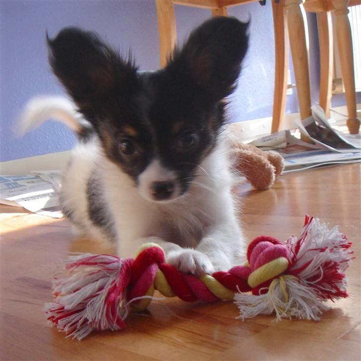 Papillon Heikra´s Frederikke billede 8