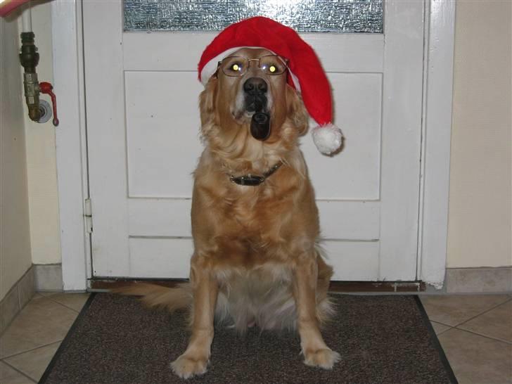 Golden retriever Daisy 12-06-2011 R.I.P. - hvad dolly kan det kan jeg da også ;) billede 6