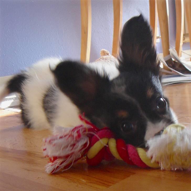 Papillon Heikra´s Frederikke billede 9