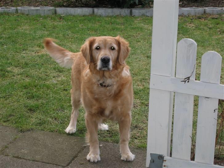 Golden retriever Daisy 12-06-2011 R.I.P. - så er der have fræs kom dolly billede 7