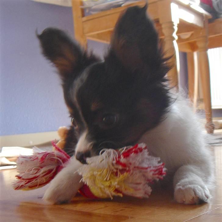 Papillon Heikra´s Frederikke billede 10