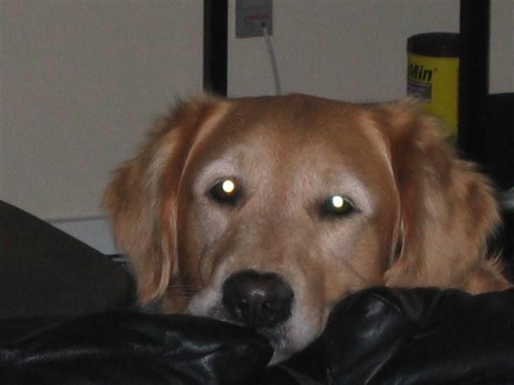 Golden retriever Daisy 12-06-2011 R.I.P. - nu er jeg ved at være træt  billede 8