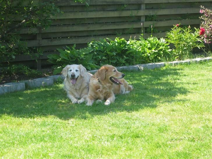 Golden retriever Daisy 12-06-2011 R.I.P. - her er lige til at være  billede 9