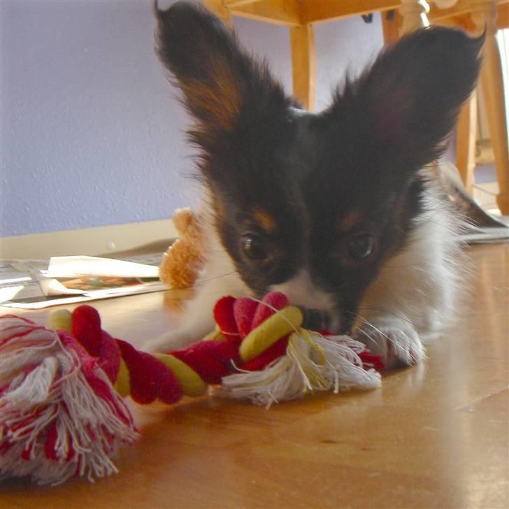 Papillon Heikra´s Frederikke billede 11