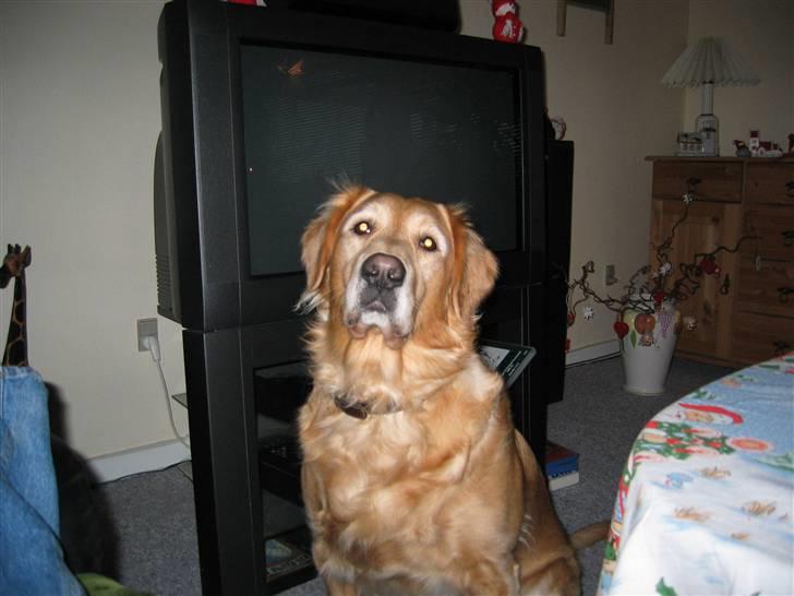 Golden retriever Daisy 12-06-2011 R.I.P. - må jeg godt komme op søde billede 10