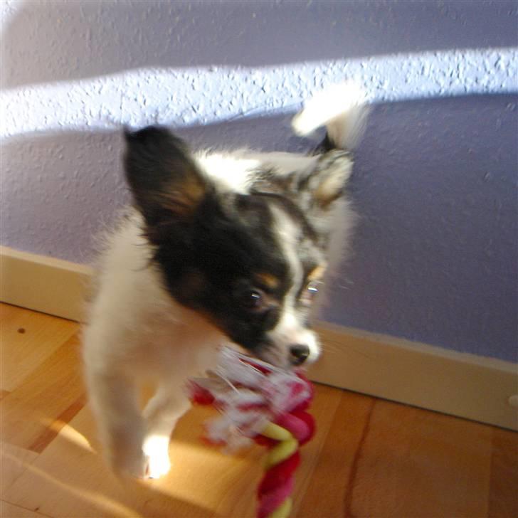 Papillon Heikra´s Frederikke billede 12