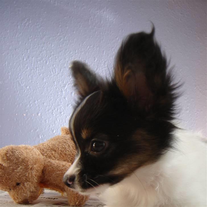 Papillon Heikra´s Frederikke billede 13