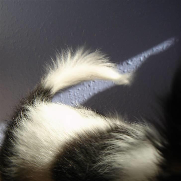 Papillon Heikra´s Frederikke billede 14