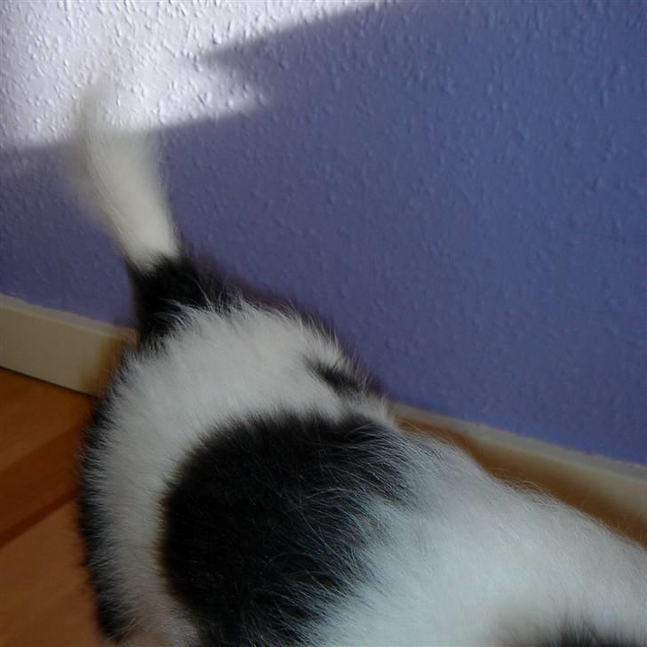 Papillon Heikra´s Frederikke billede 15