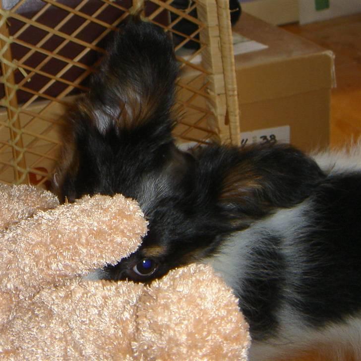 Papillon Heikra´s Frederikke billede 16