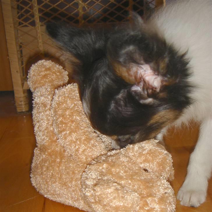 Papillon Heikra´s Frederikke billede 17