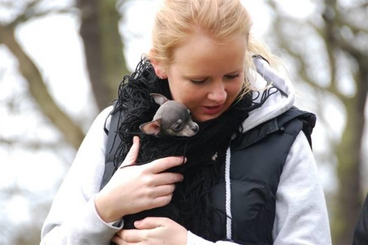 Chihuahua LeeLoo billede 16