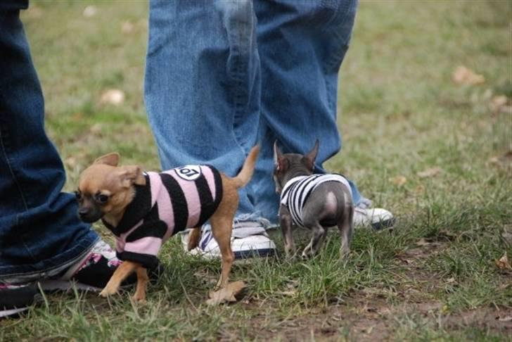 Chihuahua LeeLoo billede 17