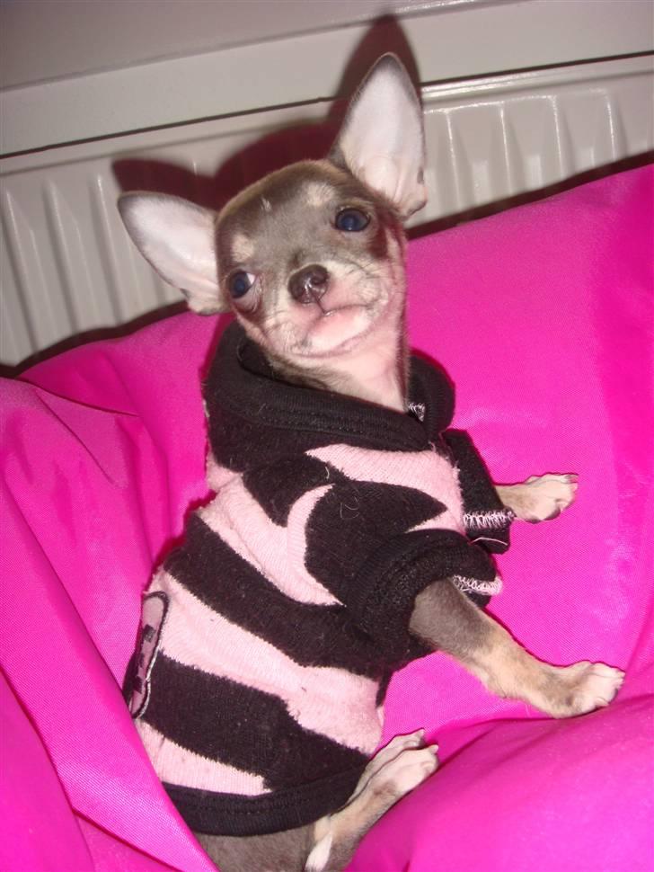 Chihuahua LeeLoo billede 18