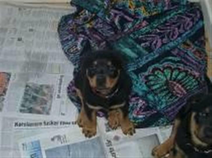 Rottweiler Minna - Her er jeg, Minna så var både min familie og jeg solgt billede 3