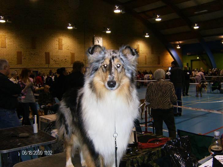 Collie langhåret Wendy - Udstilling i Næstved d. 21/3-08. billede 11