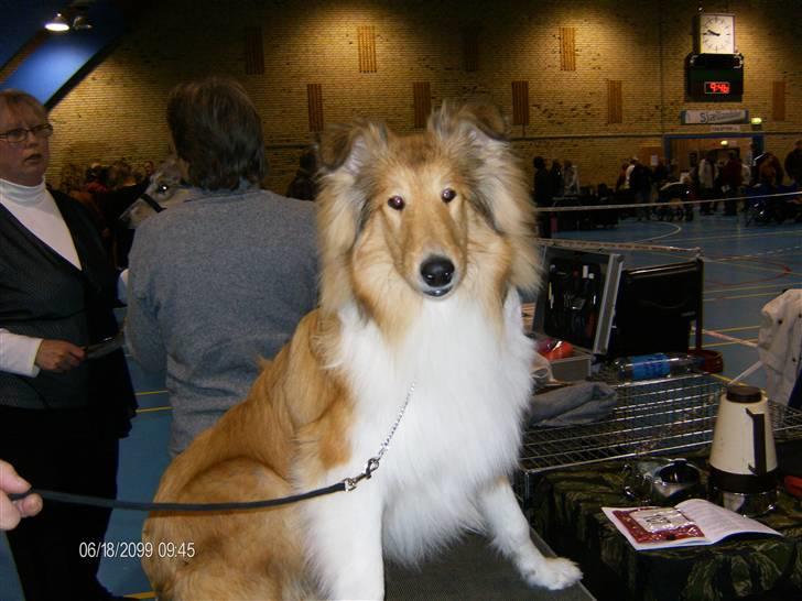 Collie langhåret Tonnie - Udstilling i Næstved d. 21/3-08. billede 16