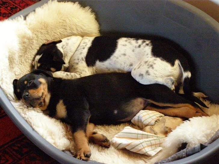 Rottweiler Minna - trygge omgivelser? billede 4