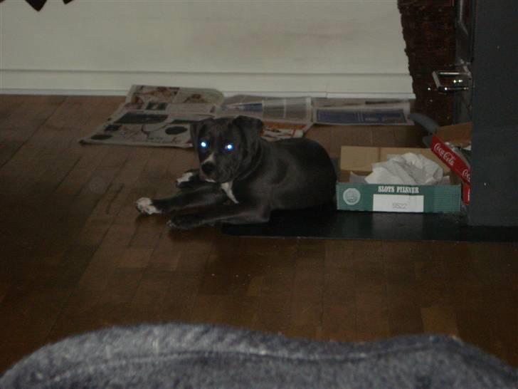 Amerikansk staffordshire terrier sparko billede 4