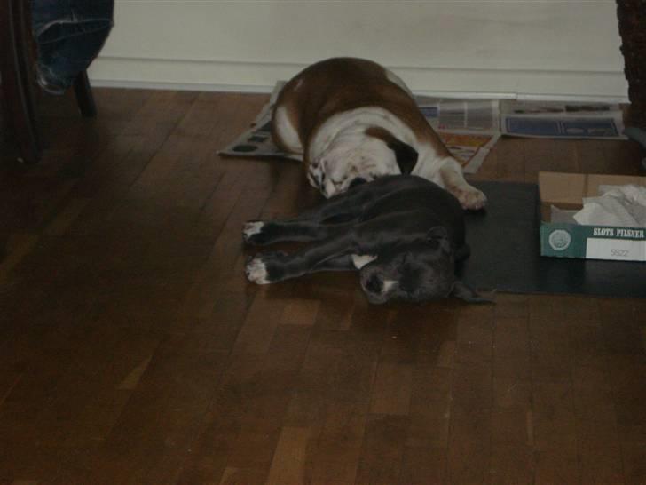 Amerikansk staffordshire terrier sparko - trætte efter alt den leg:p) billede 6