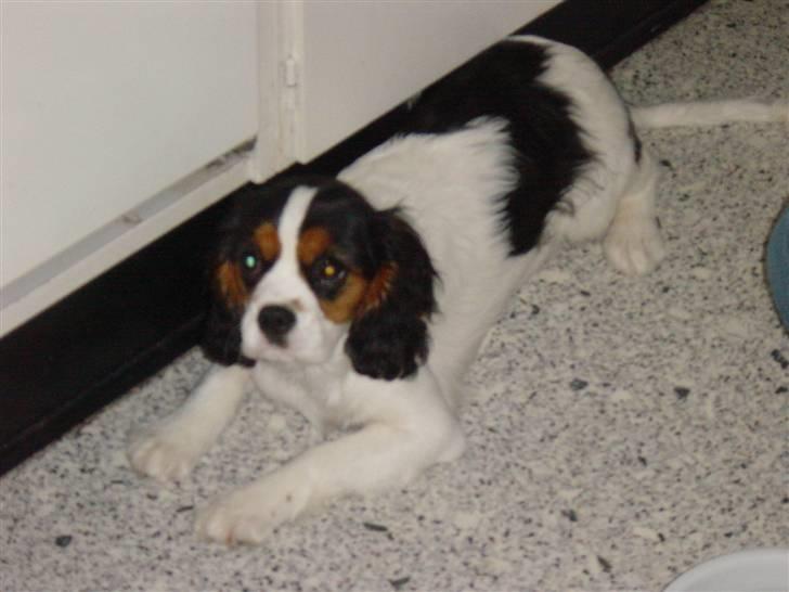 Cavalier king charles spaniel Annexgårdens Lea - Lige ankommet i mit nye hjem billede 1