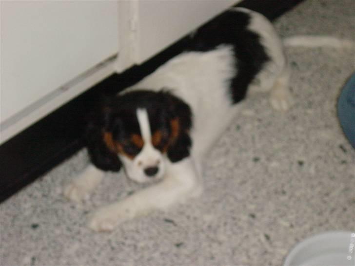 Cavalier king charles spaniel Annexgårdens Lea billede 2