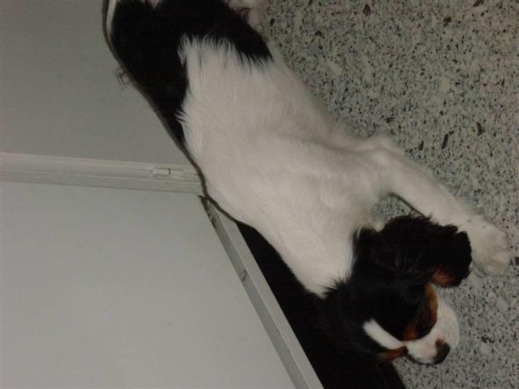 Cavalier king charles spaniel Annexgårdens Lea billede 3