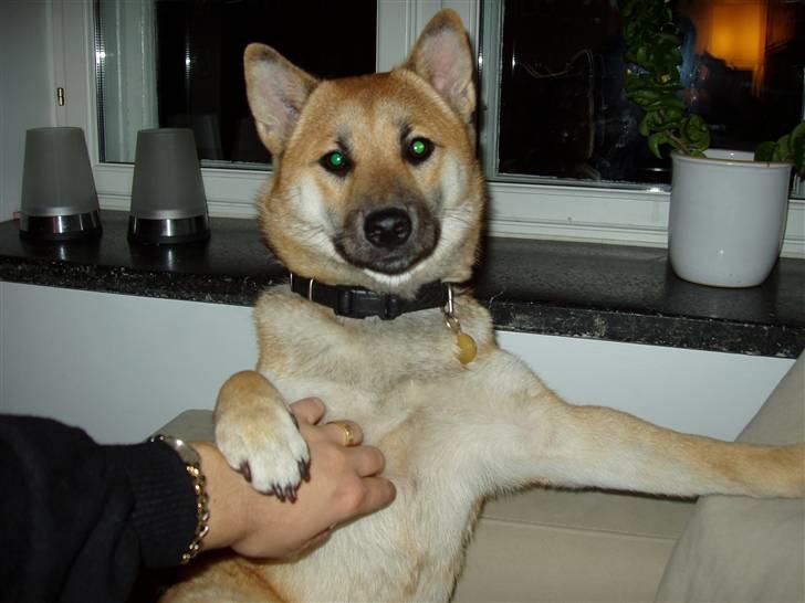 Shiba Bella billede 15