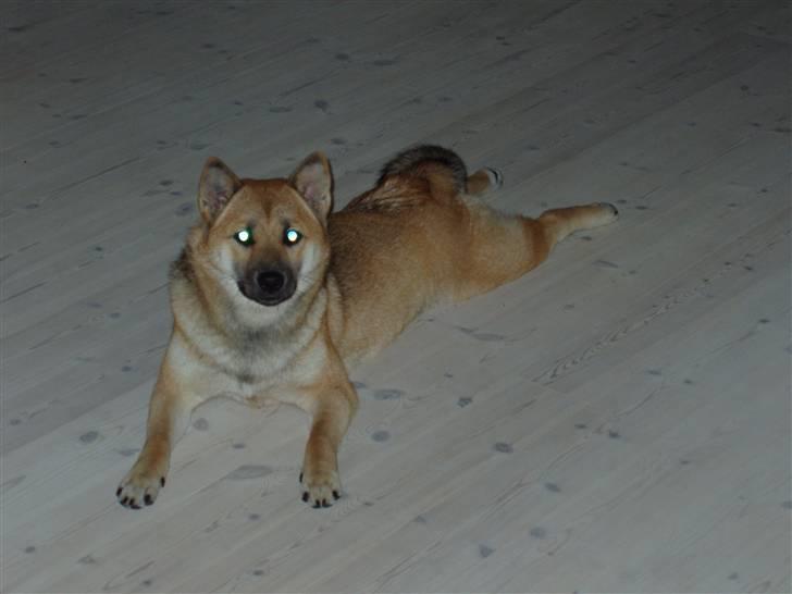 Shiba Bella billede 16