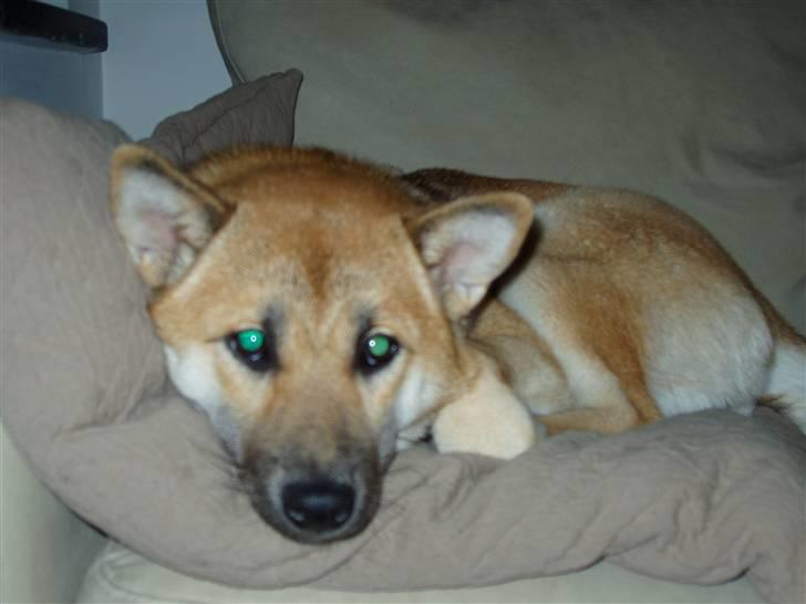 Shiba Bella billede 17