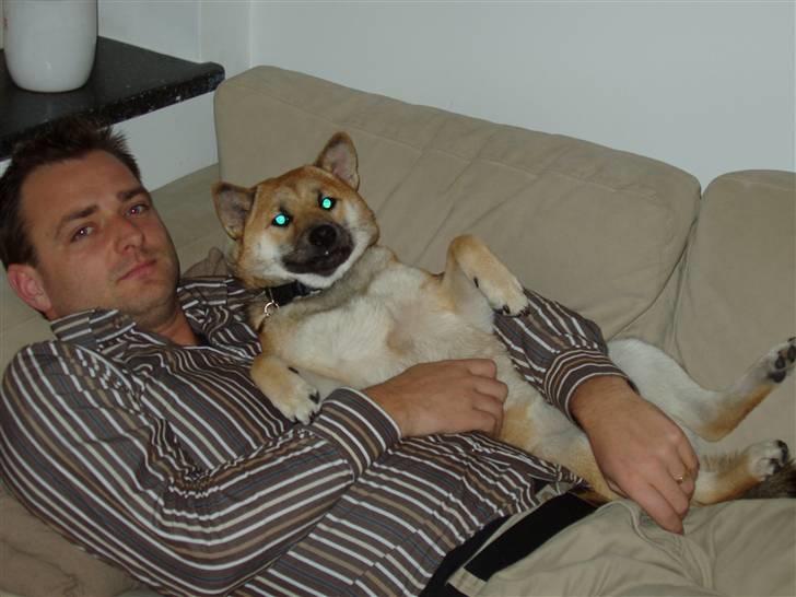 Shiba Bella billede 18