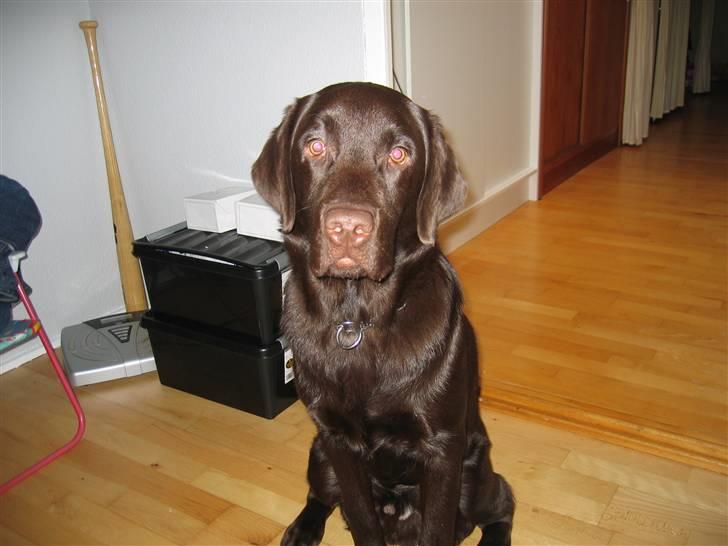 Labrador retriever Duncan - her er jeg så 7½ mdr mangler bare noget brede billede 6