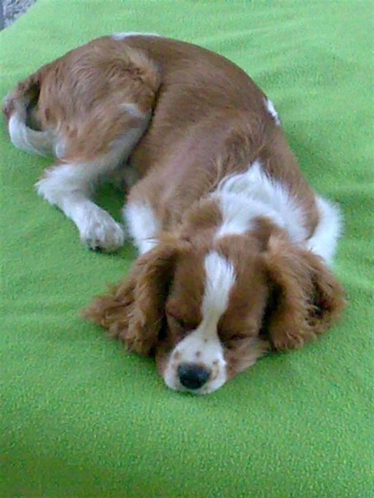 Cavalier king charles spaniel Saxo billede 11