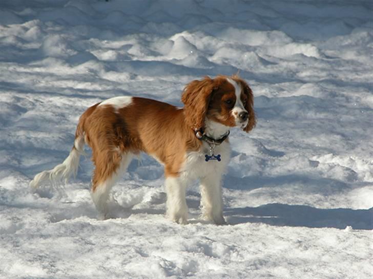 Cavalier king charles spaniel Saxo billede 12
