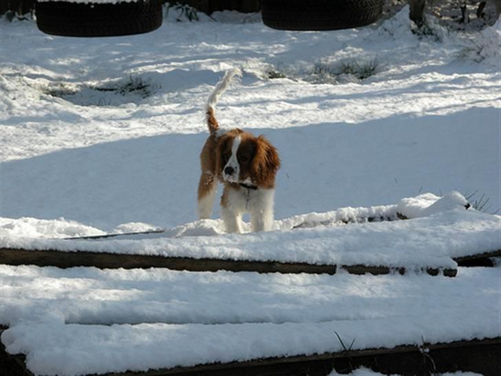 Cavalier king charles spaniel Saxo billede 13