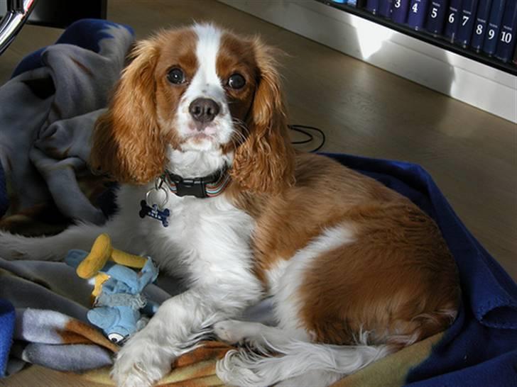 Cavalier king charles spaniel Saxo billede 14