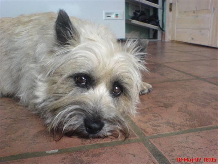 Cairn terrier Little Big Horn's Sigurd billede 1