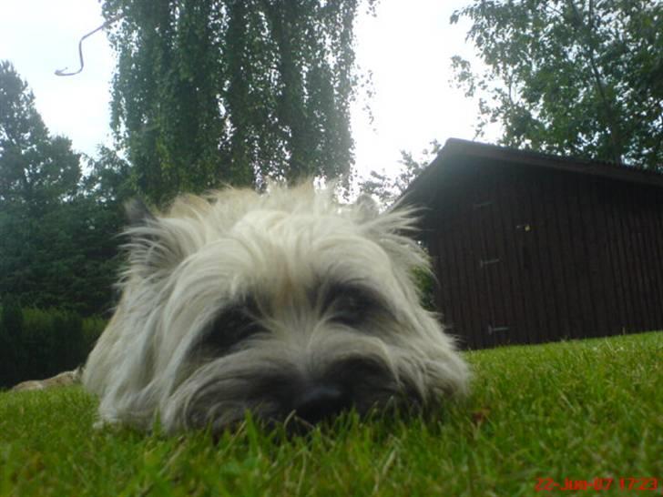 Cairn terrier Little Big Horn's Sigurd billede 2