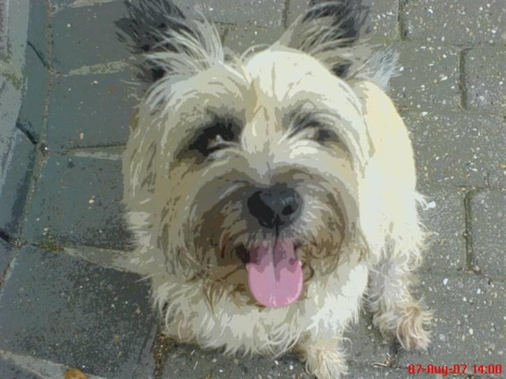Cairn terrier Little Big Horn's Sigurd billede 3