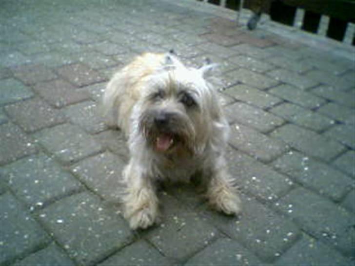 Cairn terrier Little Big Horn's Sigurd billede 4