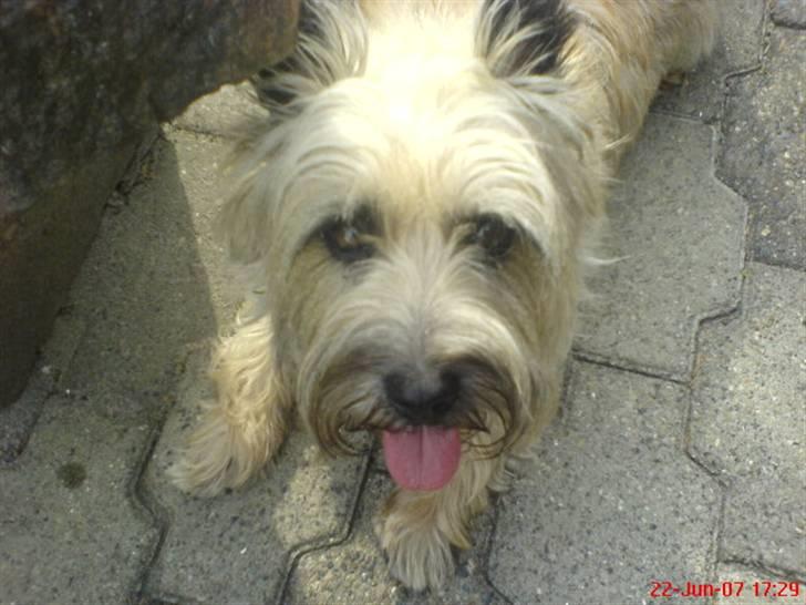 Cairn terrier Little Big Horn's Sigurd billede 5