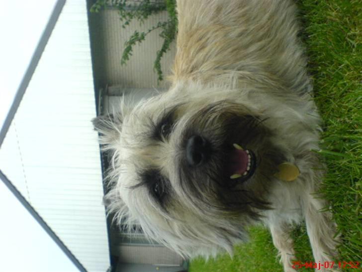 Cairn terrier Little Big Horn's Sigurd billede 6