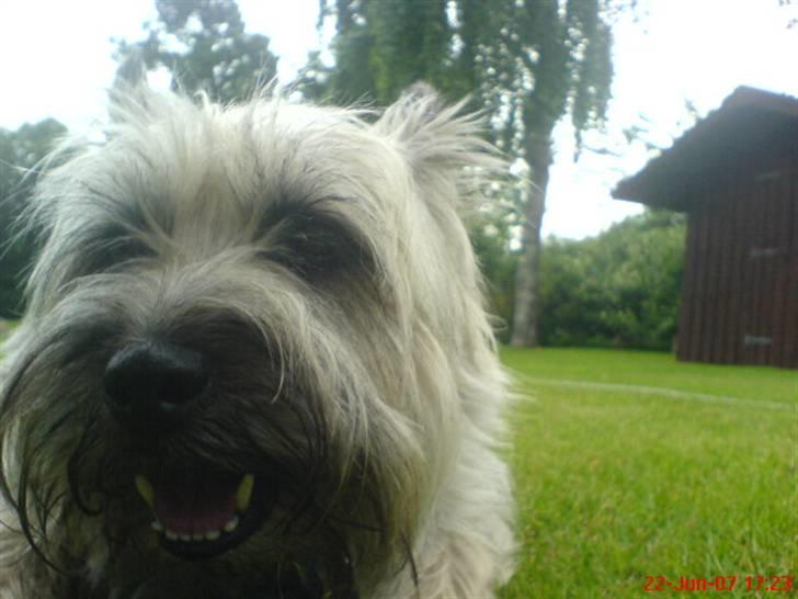 Cairn terrier Little Big Horn's Sigurd billede 7
